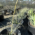 Yellow Sun Red Yucca