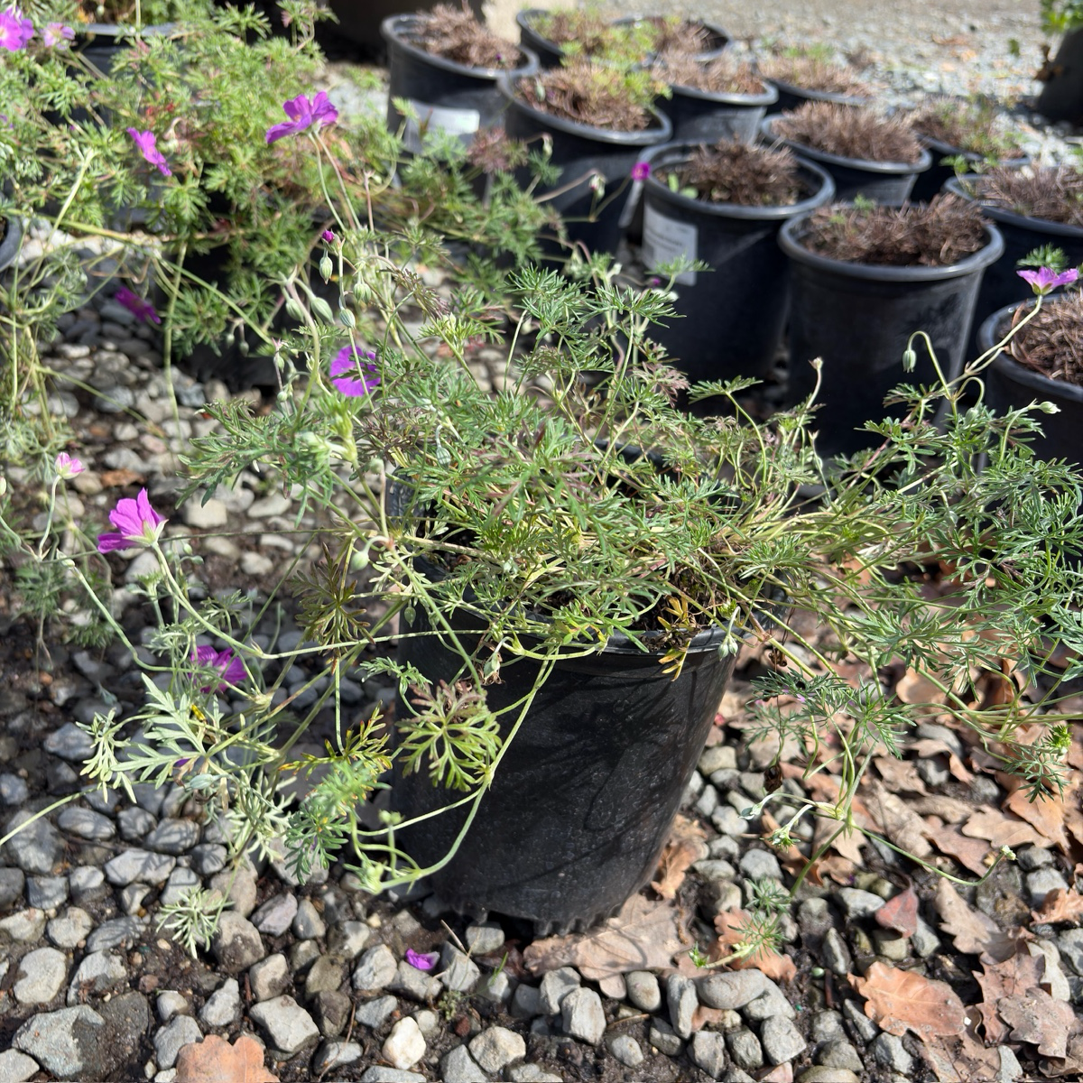 Carpet Geranium
