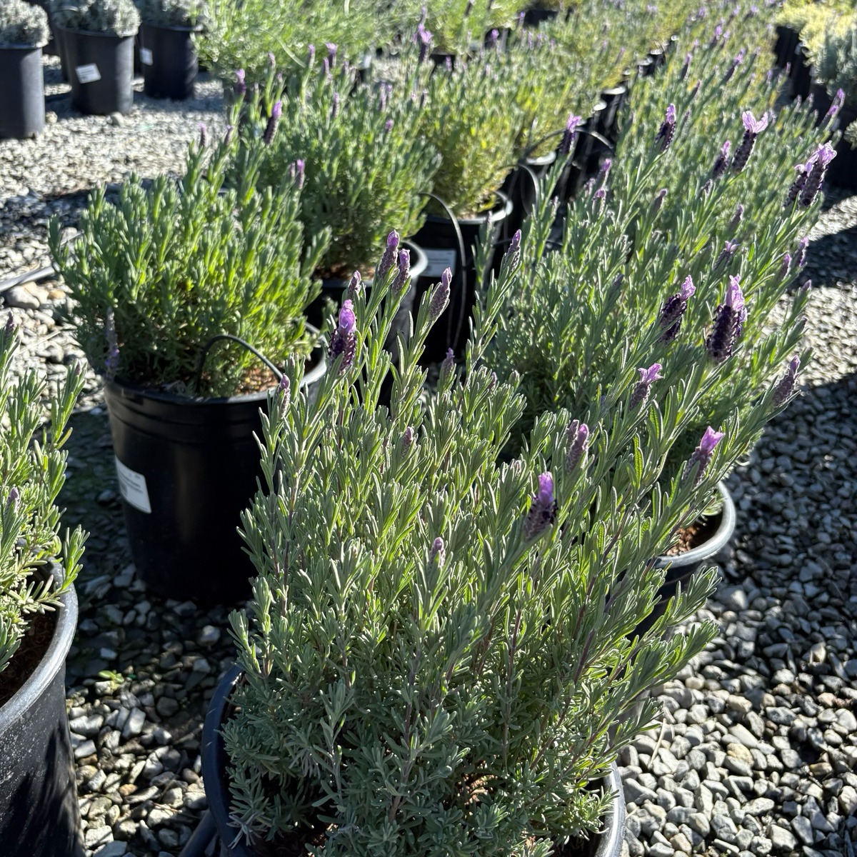 lavender plant spanish Madrid Purple Spanish Lavender