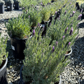 Madrid Purple Spanish Lavender