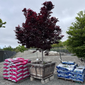 Bloodgood Japanese Maple