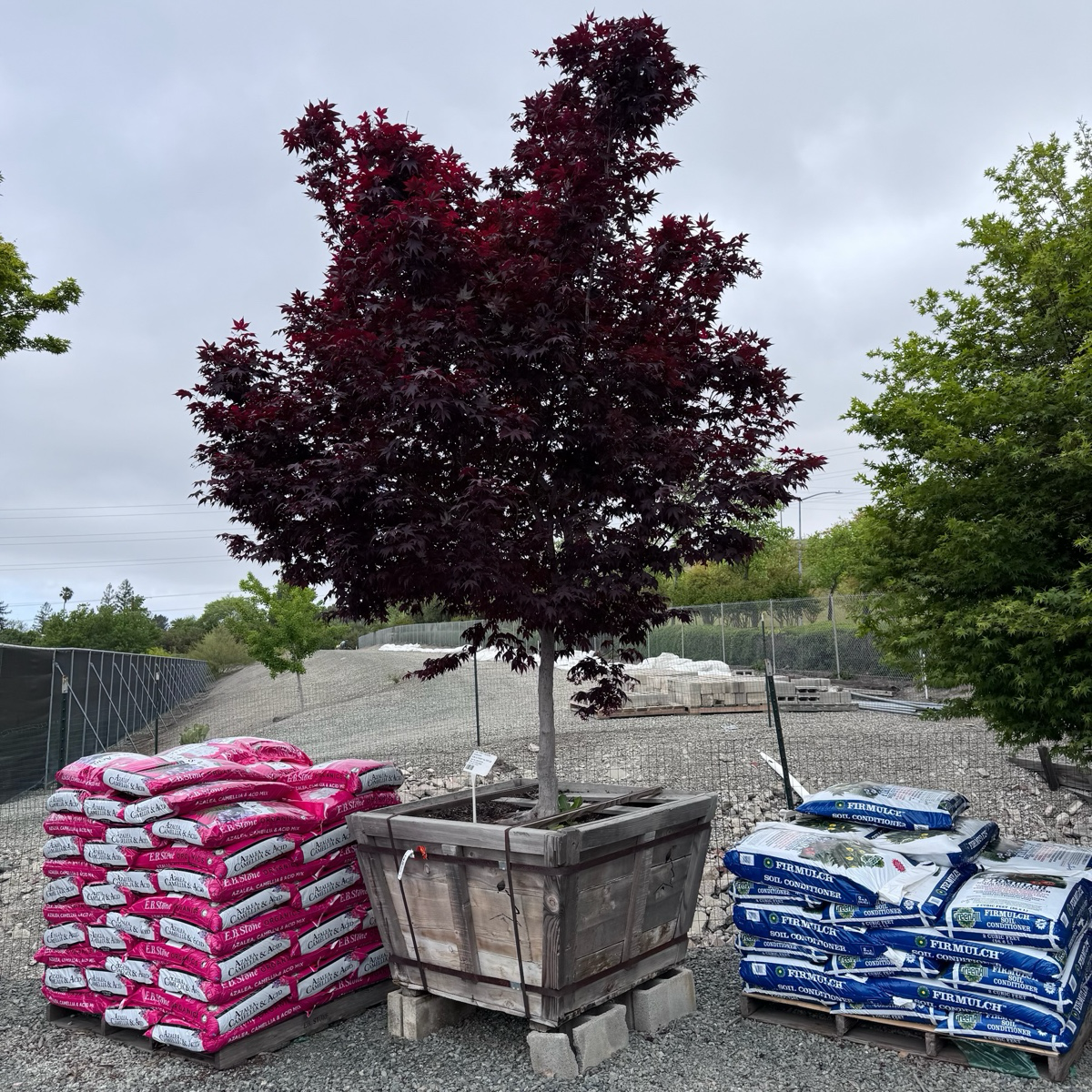 Bloodgood Japanese Maple