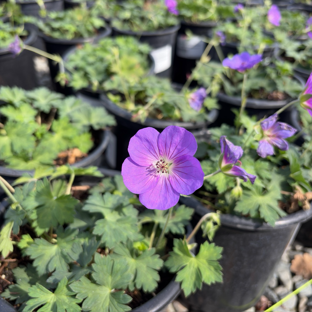 Rozanne Cranesbill
