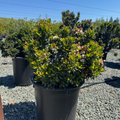 Dwarf Indian Hawthorn