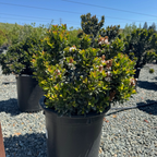 Dwarf Indian Hawthorn