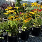 Irush Eyes Gloriosa Daisy