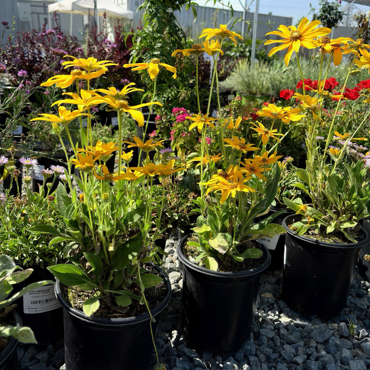 Irush Eyes Gloriosa Daisy