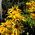 Irush Eyes Gloriosa Daisy