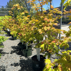 Autumn Moon Fullmoon Maple