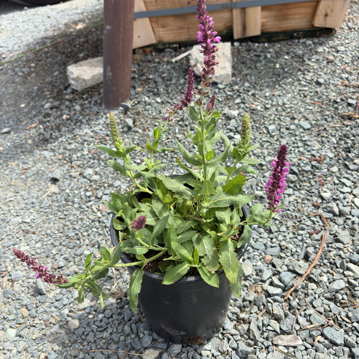 Caradonna Meadow Sage