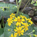 Giant Leopard Plant
