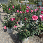 First Prize Rose