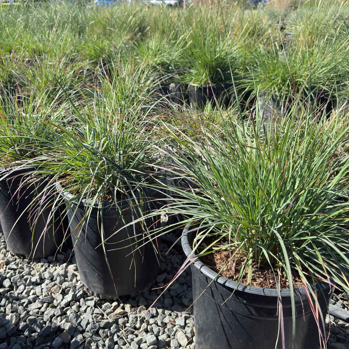 Mendocino Reed Grass