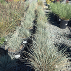 Blue Oat Grass