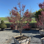 Bloodgood Japanese Maple