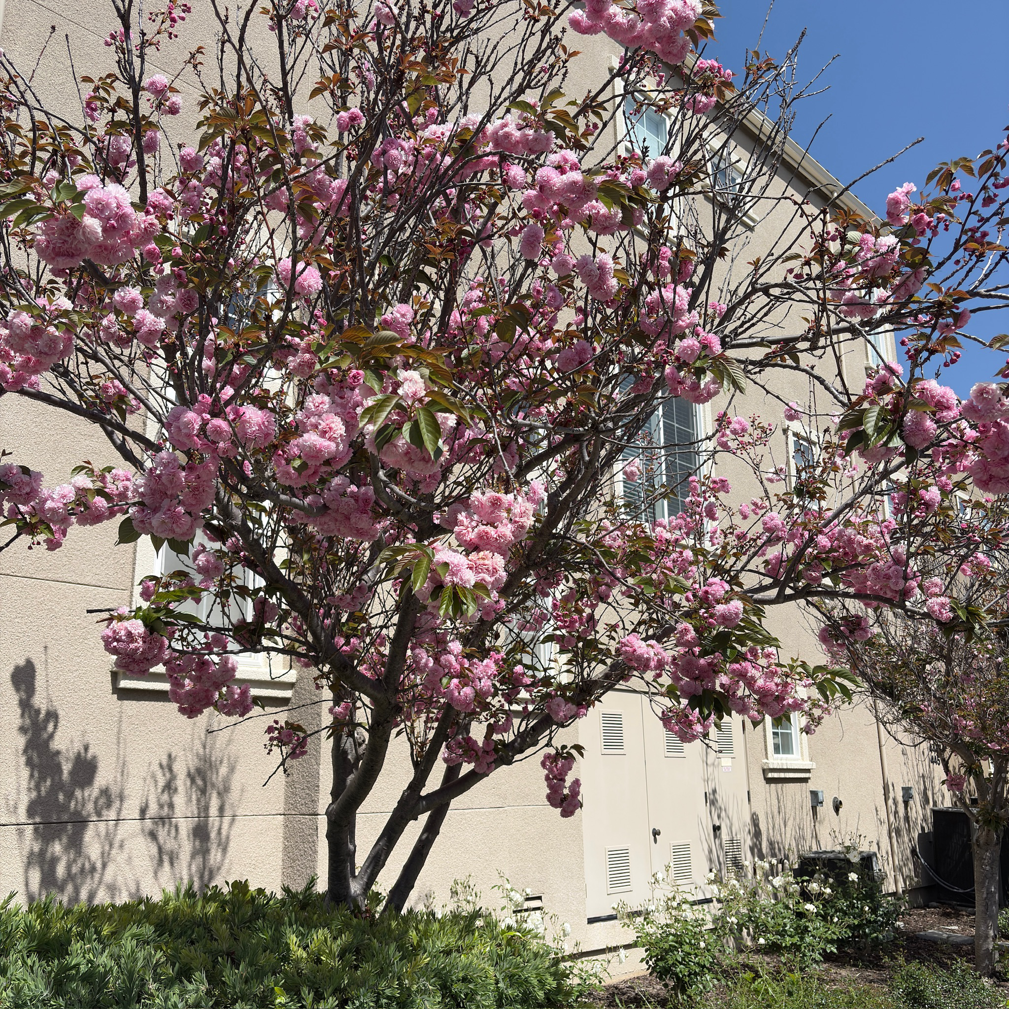 Kwanzan Flowering Cherry