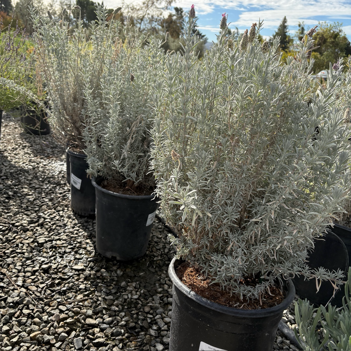 Silver Anouk Spanish Lavender