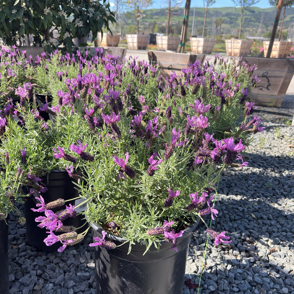 Javelin Deep Purple Spanish Lavender