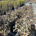Arabian Lilac