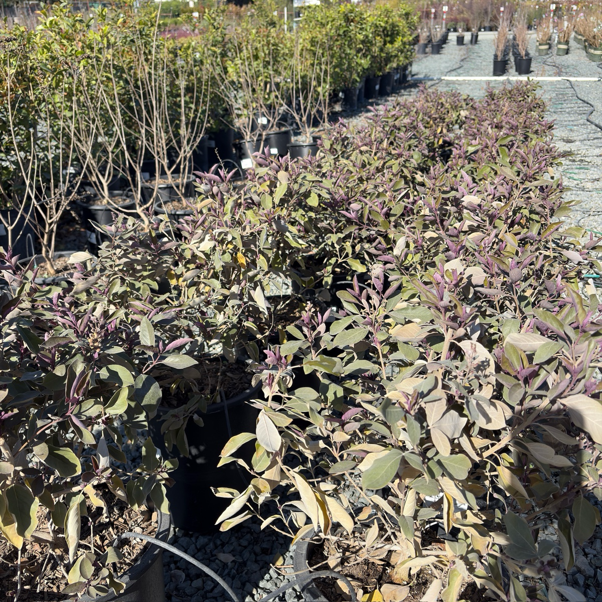 Arabian Lilac