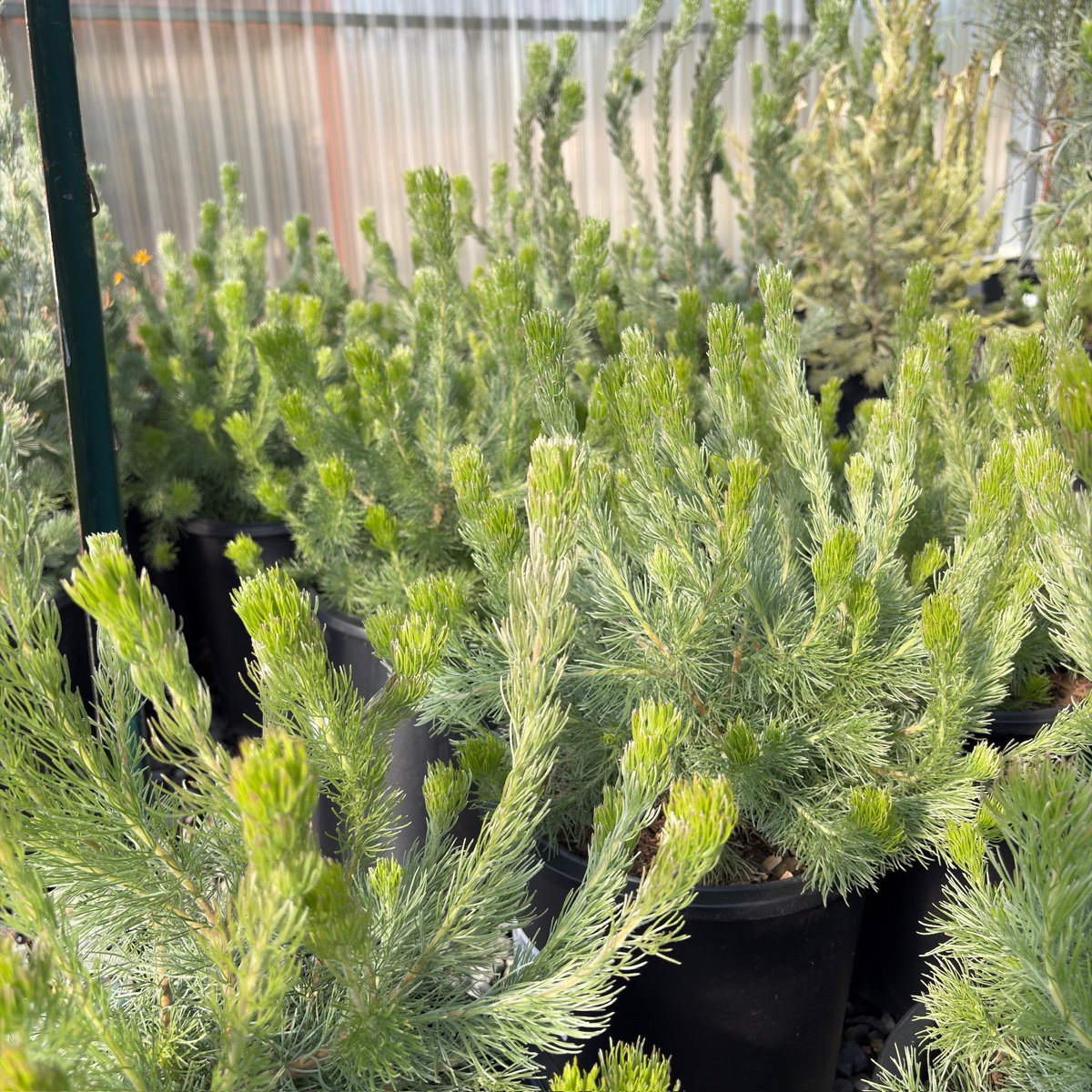 Coastal Woollybush