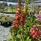 Illumianation Flame Foxglove