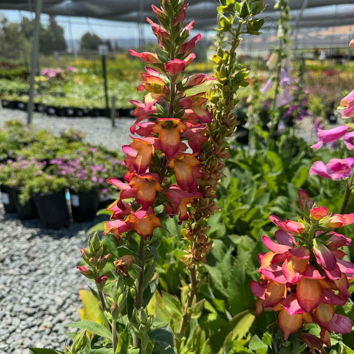 Illumianation Flame Foxglove