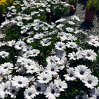 African Daisy