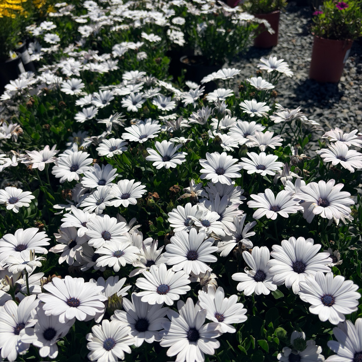 African Daisy