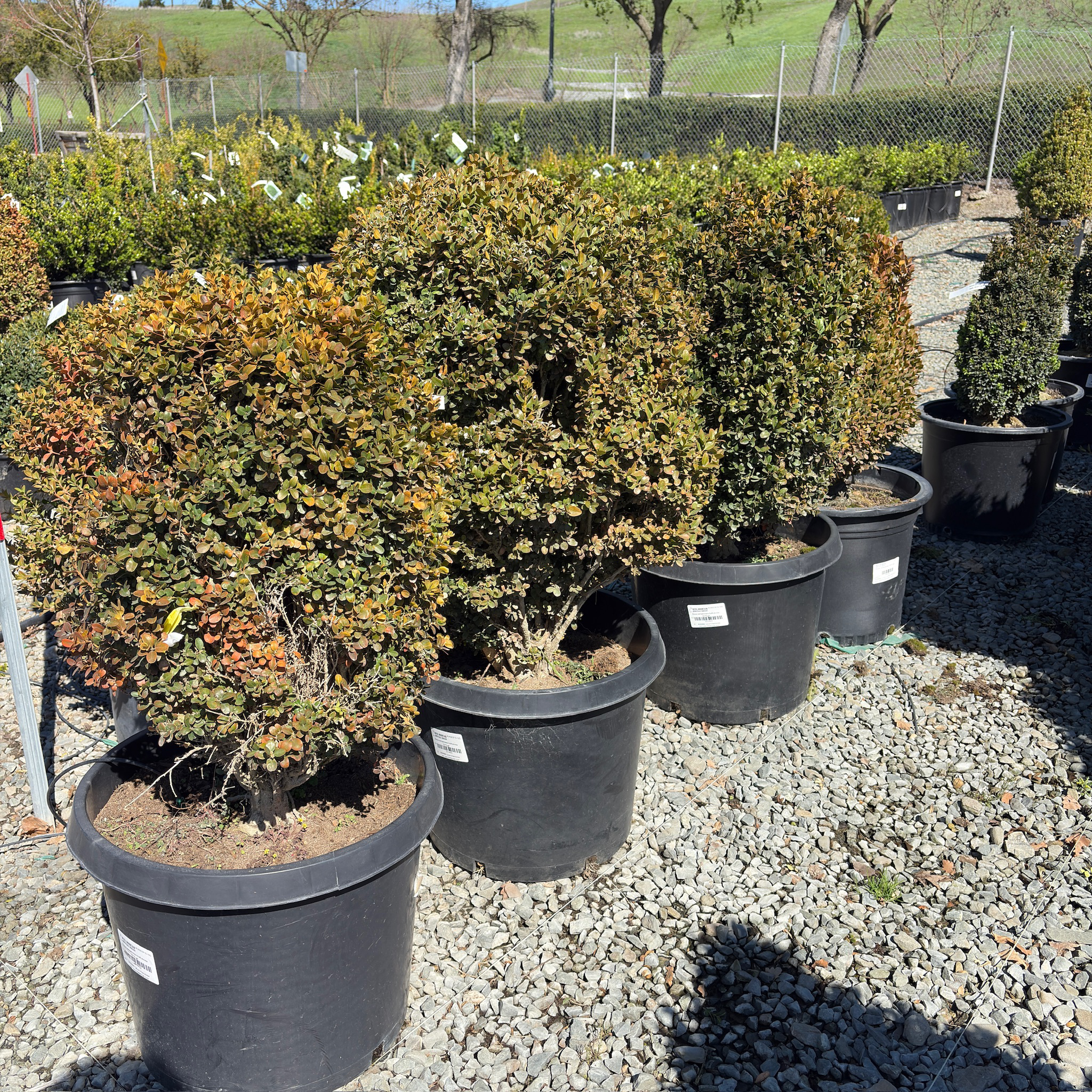 True Dwarf Common Boxwood