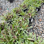 Purple Haze California Aster
