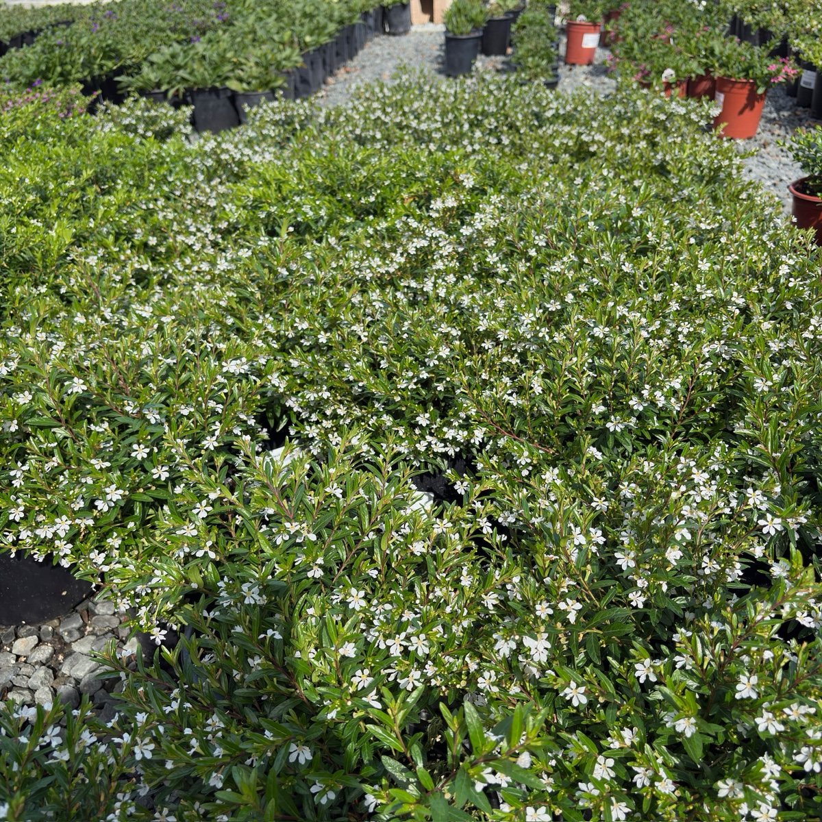 White False Heather