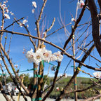 Blenheim Apricot