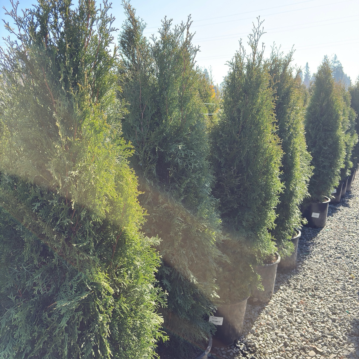 Emerald Green Arborvitae