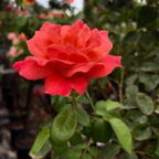 Livin' Easy Rose