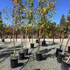 Bloodgood London Plane