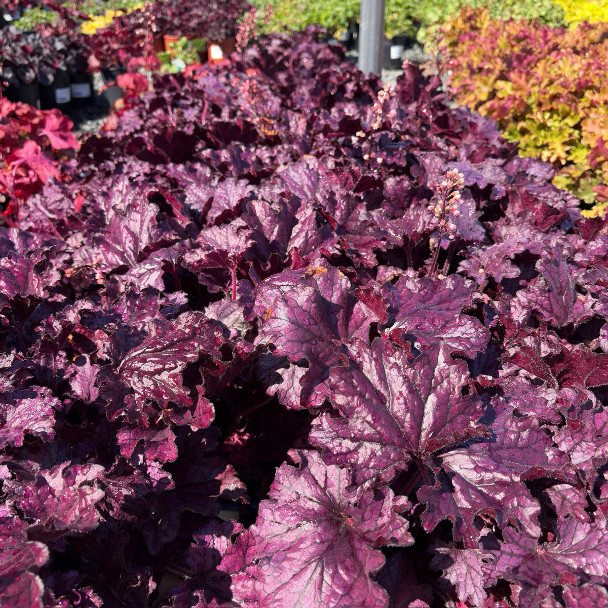 Forever Purple Coral Bells