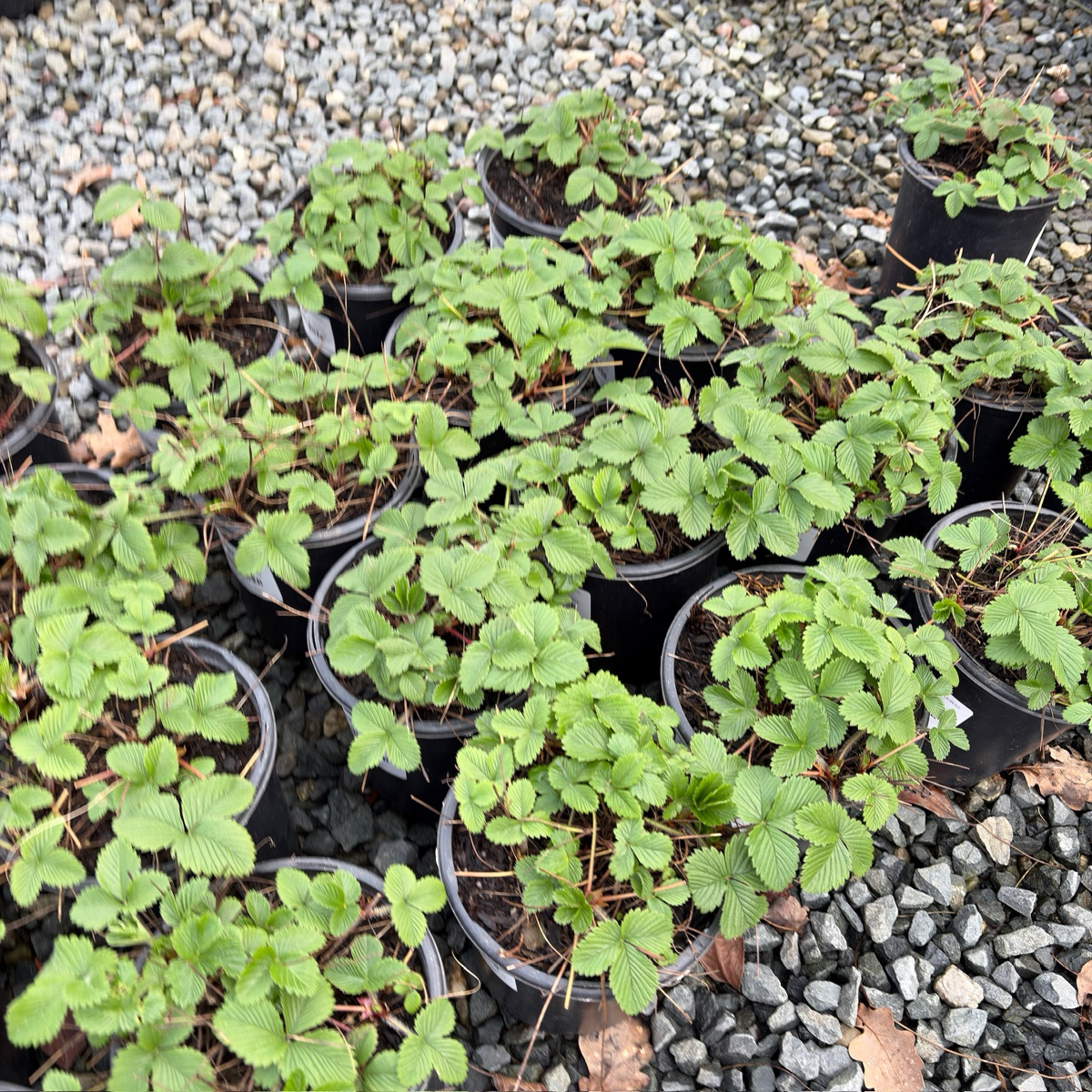 Woodland Strawberry