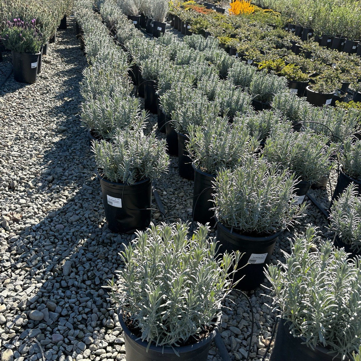 lavender plant heat tolerance Phenomenal Lavandin