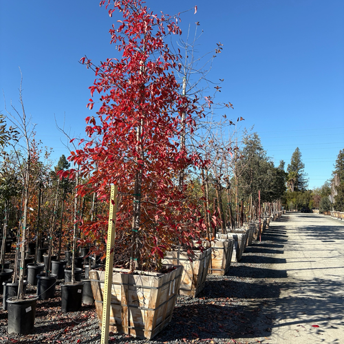 Blackgum