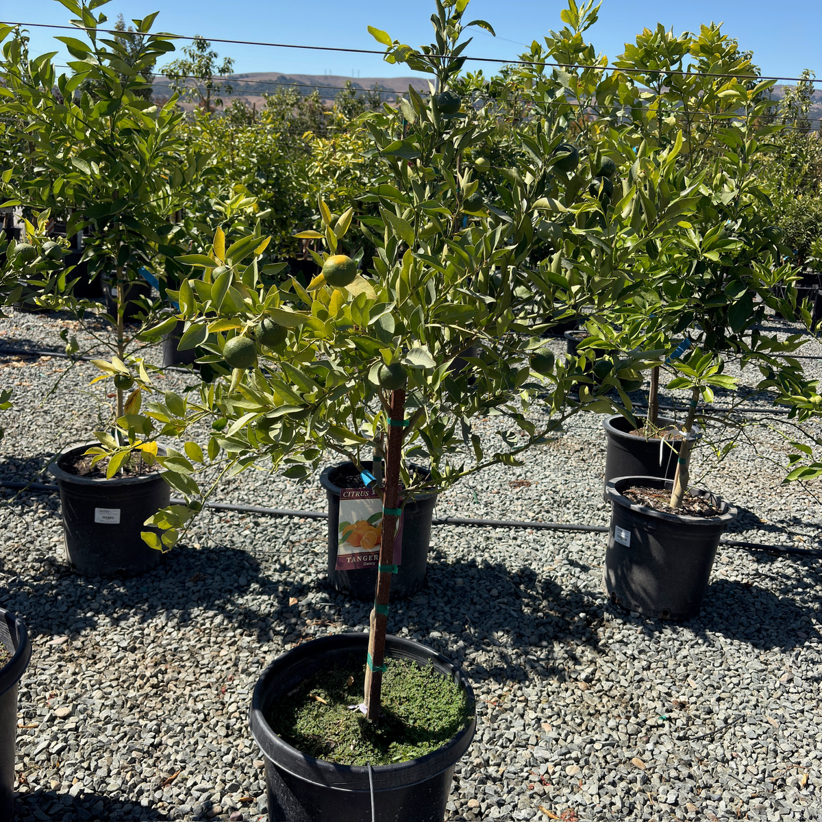 Dancy Mandarin Tree