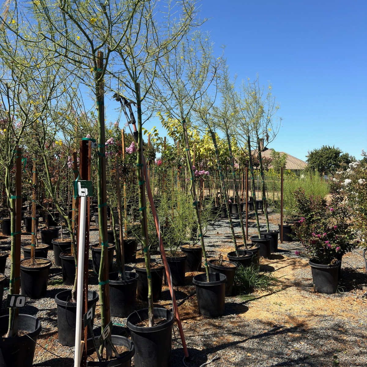 Desert Museum Palo Verde