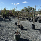 Honey Crisp Apple Tree