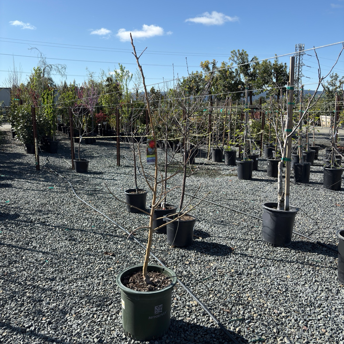 Honey Crisp Apple Tree