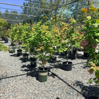 Pacific Fire Vine Maple