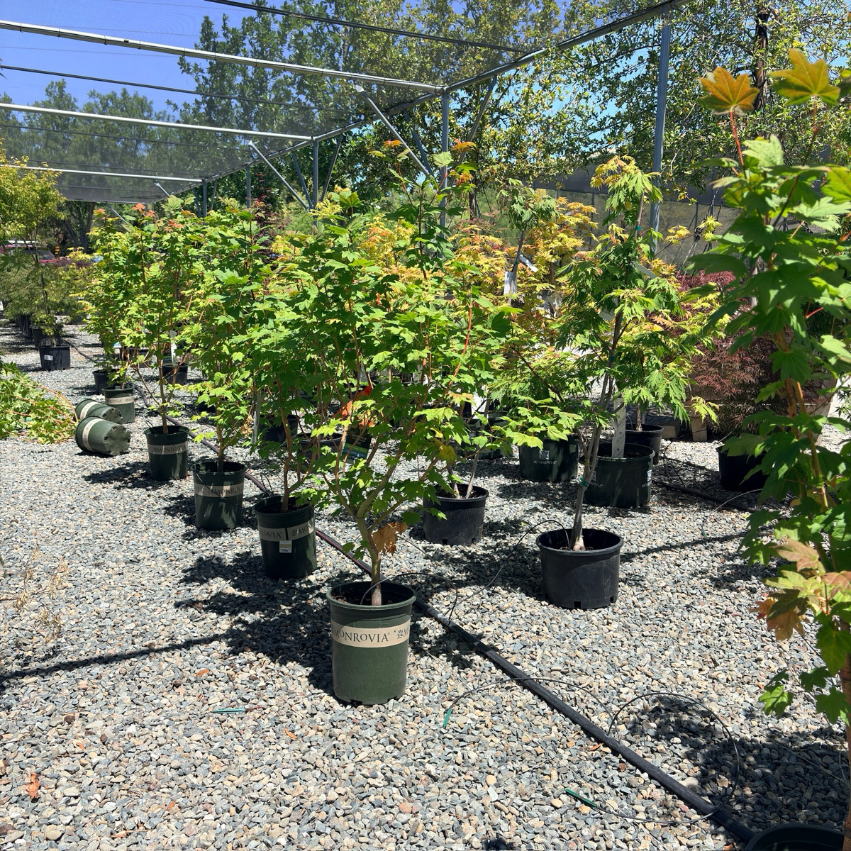 Pacific Fire Vine Maple