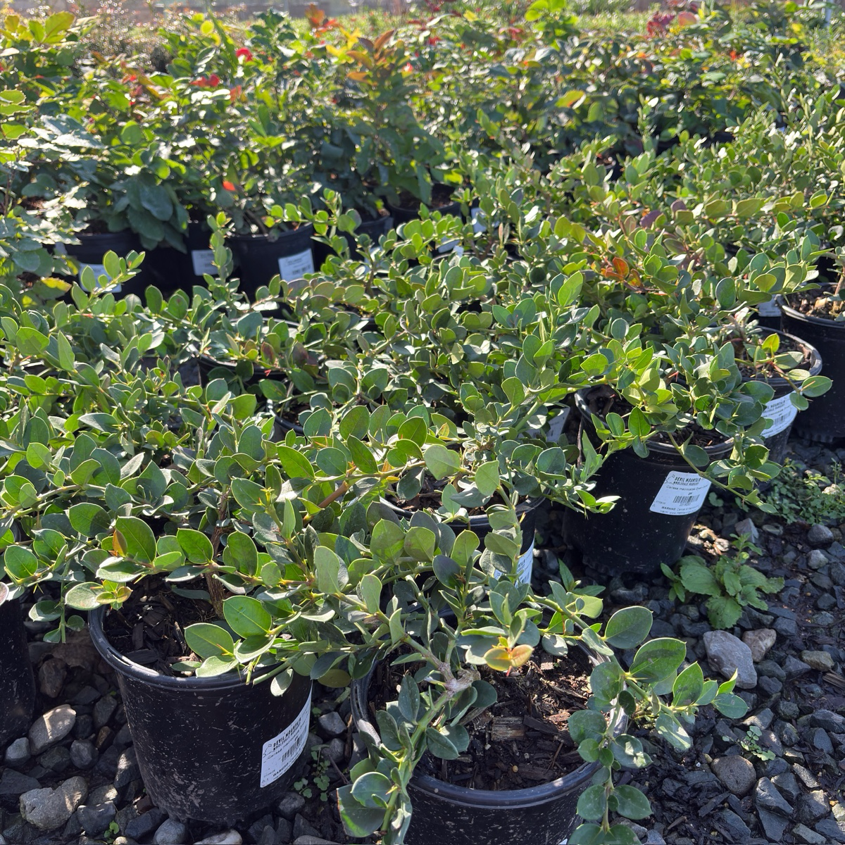 Green Carpet Natal Plum