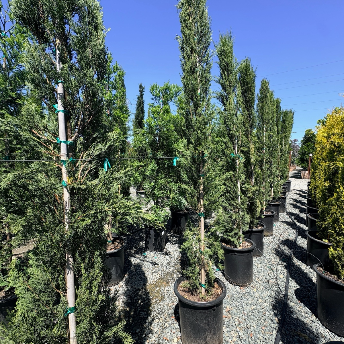Italian Cypress
