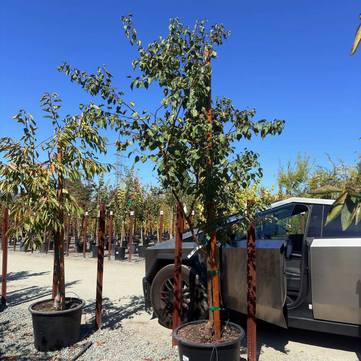 Blenheim Apricot
