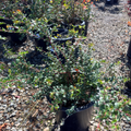 Evergreen Huckleberry